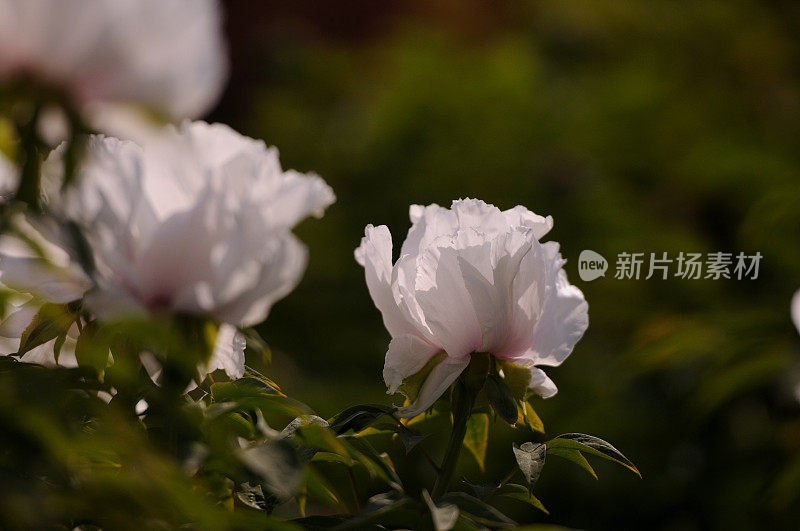 Paeonia suffruticosa